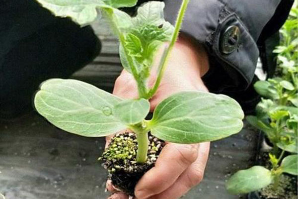 廠(chǎng)區(qū)環(huán)境的綠化要點(diǎn)！