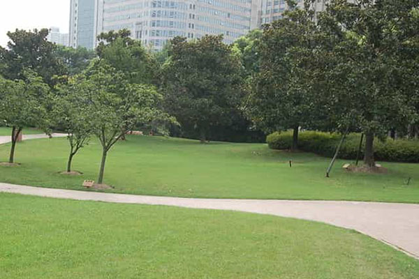 綠化養(yǎng)護(hù)如何成功移植植物？